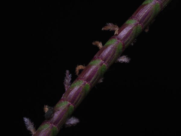 Eremochloa ophiuroides Spikelets