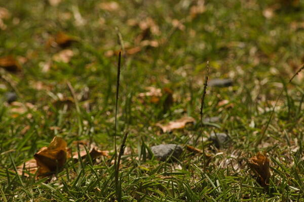 Eremochloa ophiuroides Habit