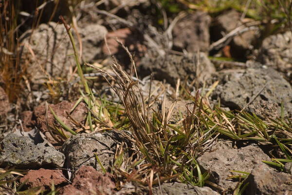 Eremochloa ophiuroides Habit