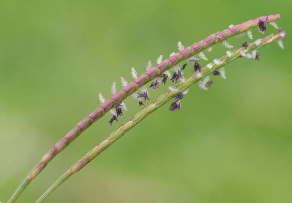 Eremochloa ophiuroides Inflorescence