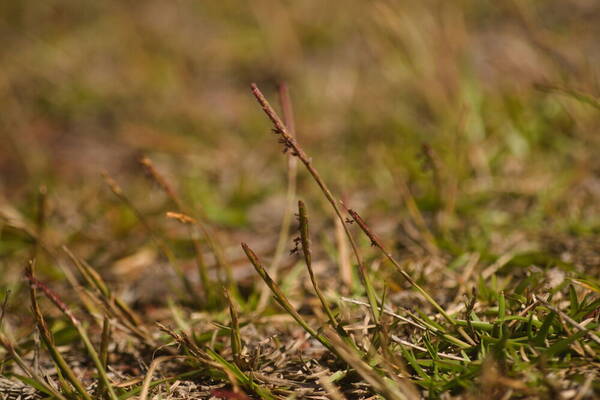 Eremochloa ophiuroides Inflorescence