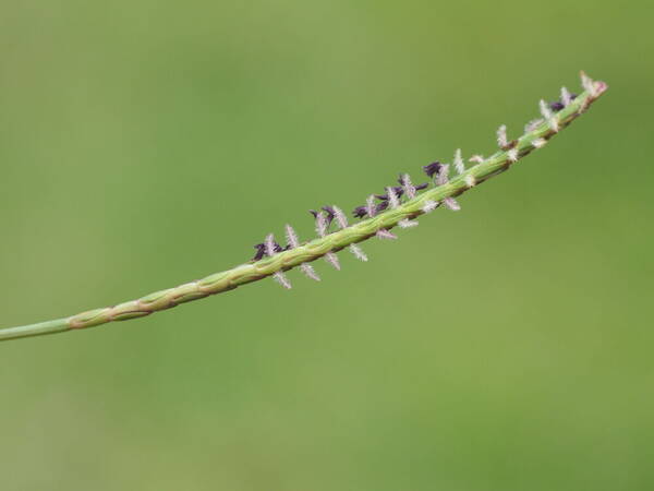 Eremochloa ophiuroides Inflorescence