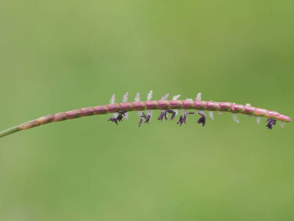 Eremochloa ophiuroides Inflorescence