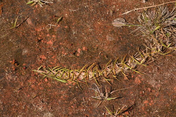 Eremochloa ophiuroides Plant