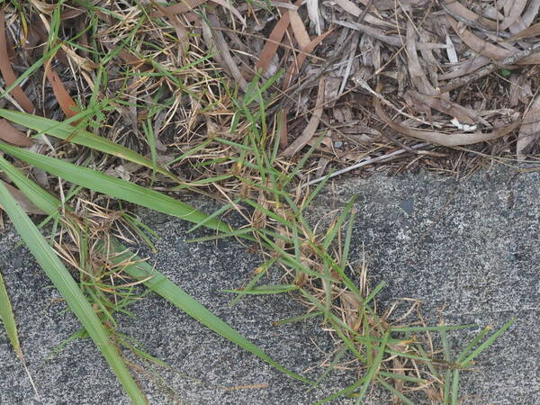 Eremochloa ophiuroides Plant