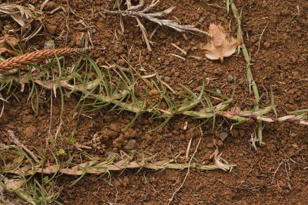 Eremochloa ophiuroides Plant