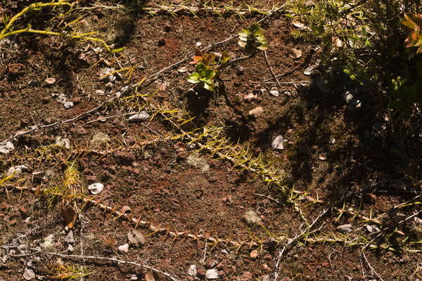 Eremochloa ophiuroides Plant