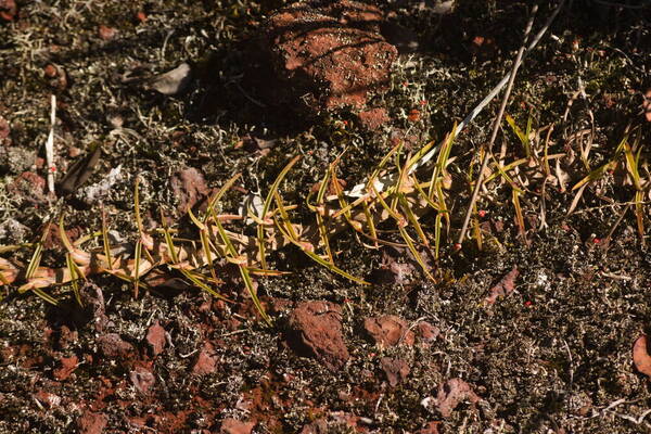 Eremochloa ophiuroides Plant