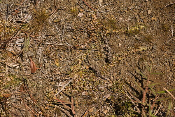 Eremochloa ophiuroides Plant