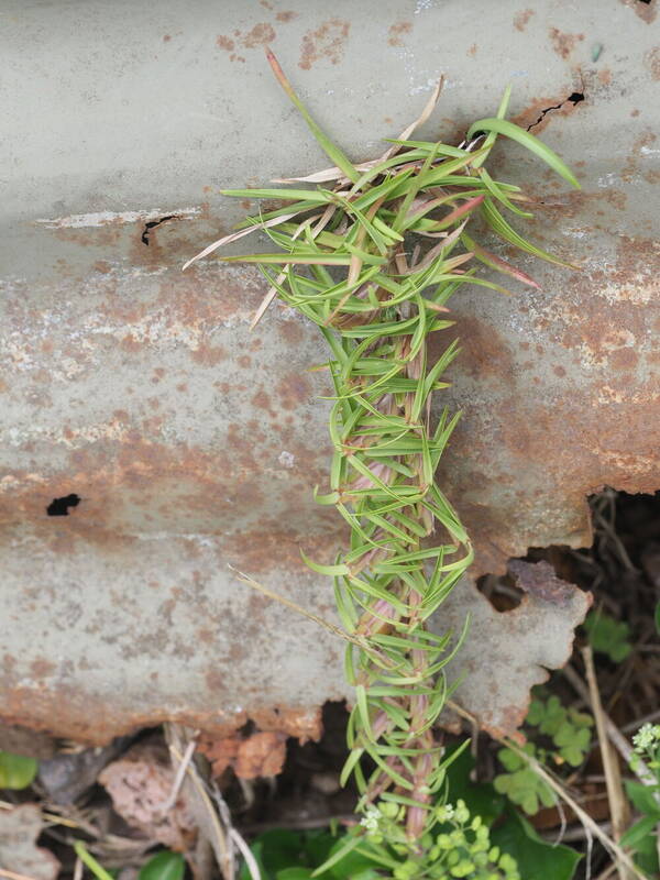 Eremochloa ophiuroides Plant