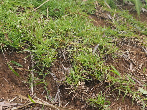 Eremochloa ophiuroides Plant