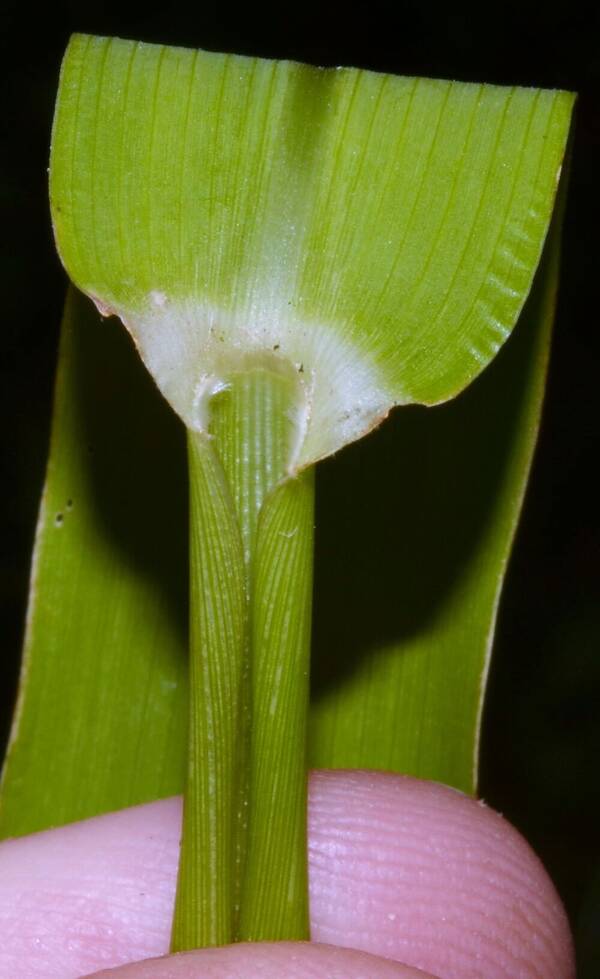 Eriochloa acuminata var. acuminata Collar