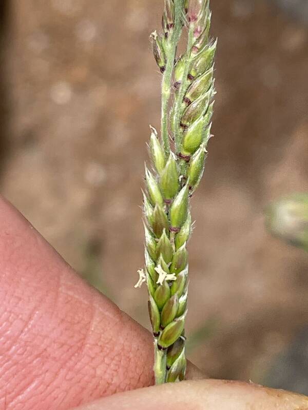 Eriochloa acuminata var. acuminata Spikelets