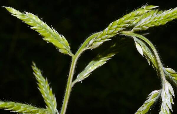 Eriochloa acuminata var. acuminata Spikelets