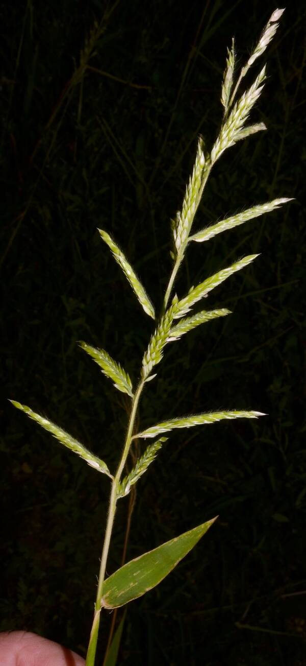 Eriochloa acuminata var. acuminata Inflorescence