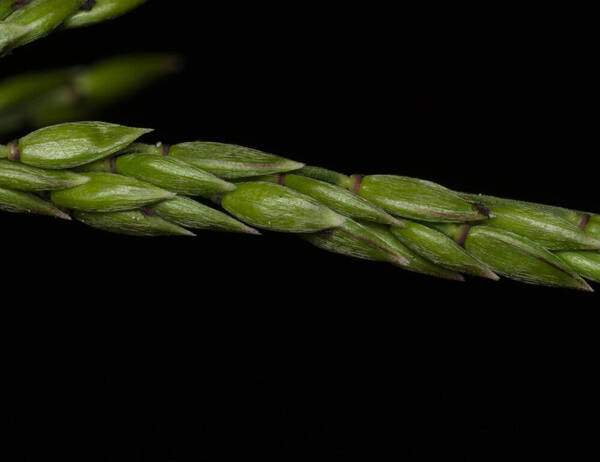 Eriochloa procera Spikelets