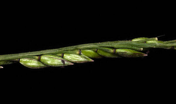 Eriochloa procera Spikelets