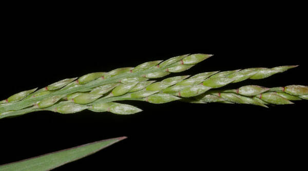 Eriochloa procera Spikelets