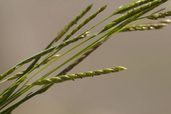 Eriochloa procera Spikelets