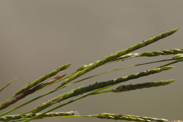 Eriochloa procera Spikelets