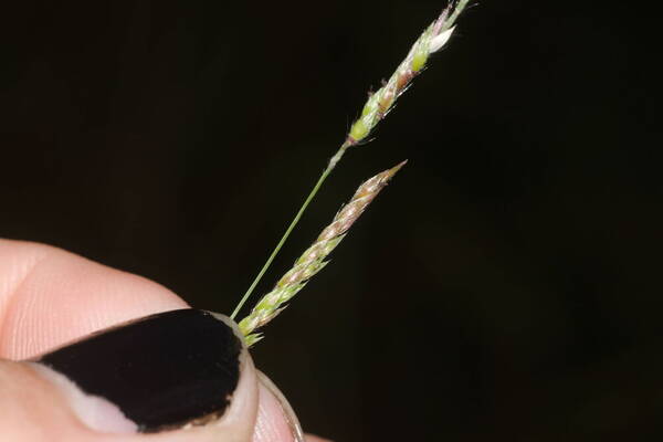 Eriochloa procera Spikelets