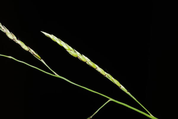 Eriochloa procera Spikelets