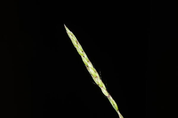 Eriochloa procera Spikelets