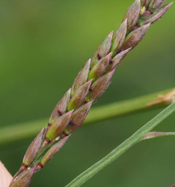 Eriochloa procera Spikelets