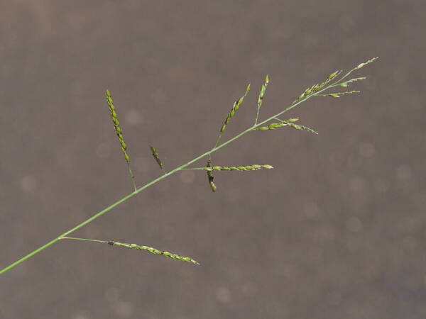 Eriochloa procera Inflorescence