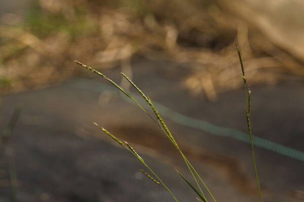 Eriochloa procera Inflorescence