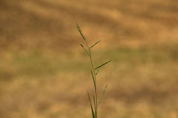 Eriochloa procera Inflorescence