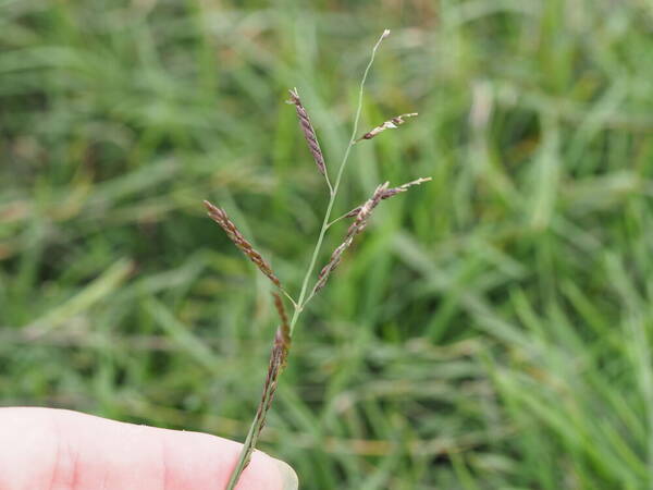 Eriochloa procera Inflorescence