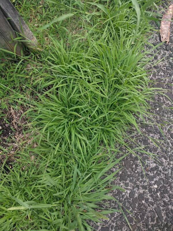 Eriochloa procera Plant