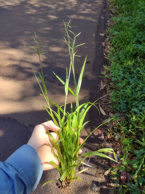 Eriochloa procera Plant