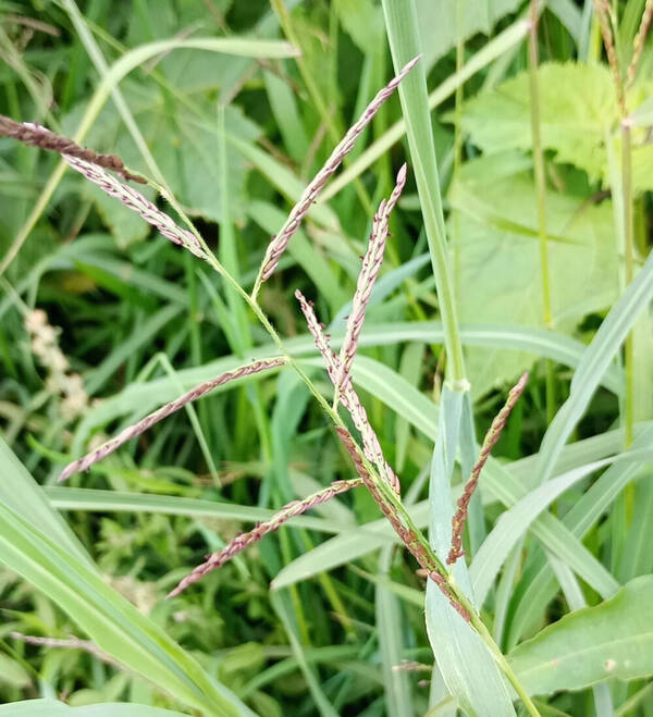 Eriochloa punctata Inflorescence