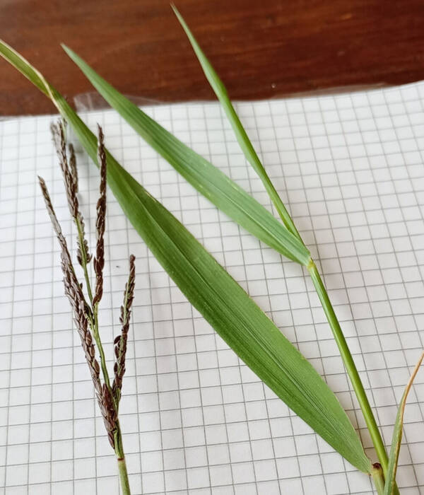 Eriochloa punctata Inflorescence