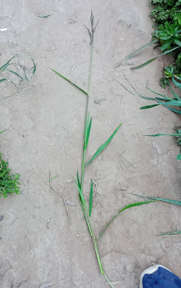 Eriochloa punctata Plant