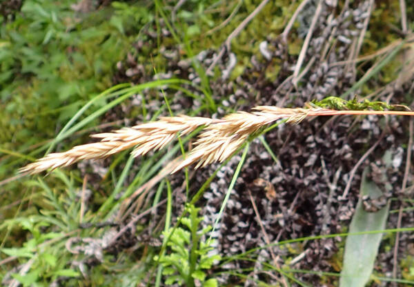 Festuca aloha Inflorescence