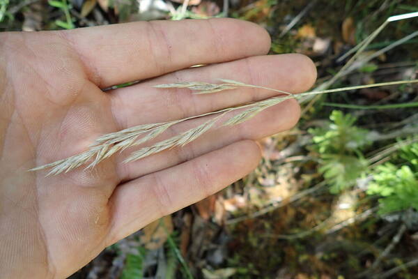 Festuca aloha Inflorescence