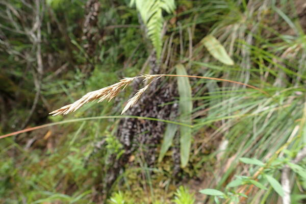 Festuca aloha Inflorescence