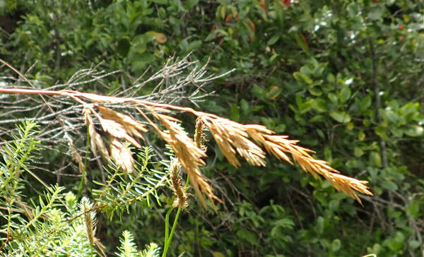 Festuca aloha Inflorescence