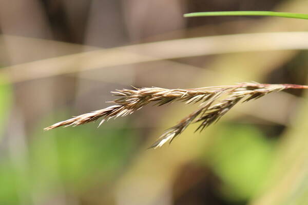 Festuca aloha Inflorescence