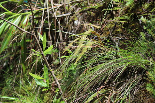 Festuca aloha Plant