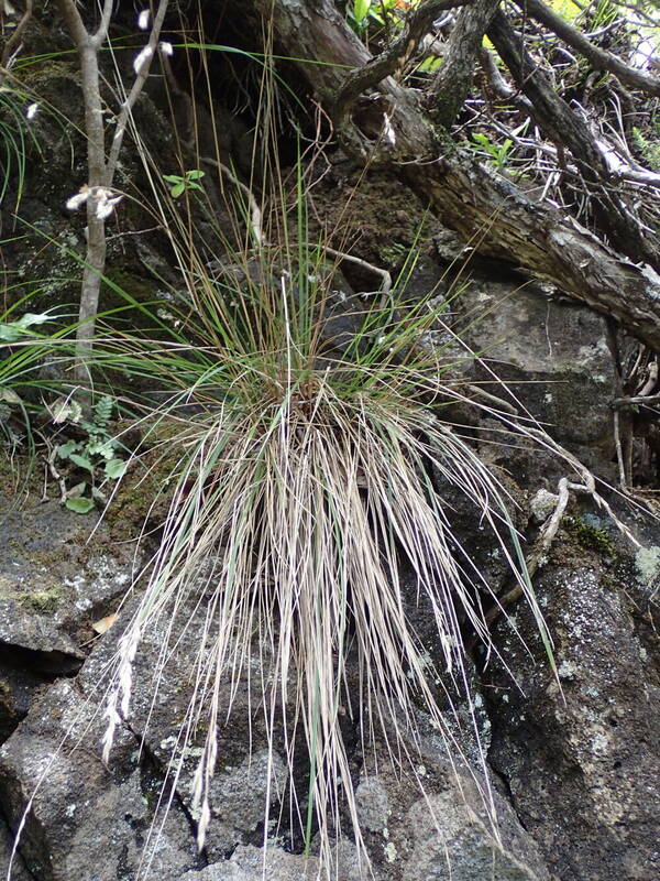 Festuca aloha Plant