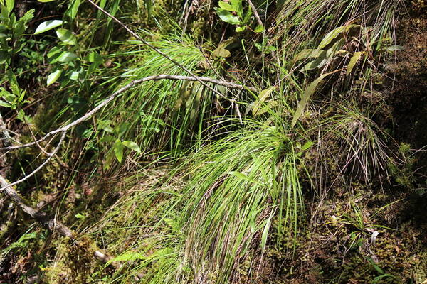 Festuca aloha Plant