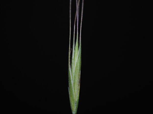 Festuca bromoides Spikelets