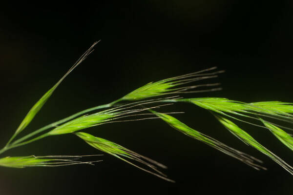 Festuca bromoides Spikelets