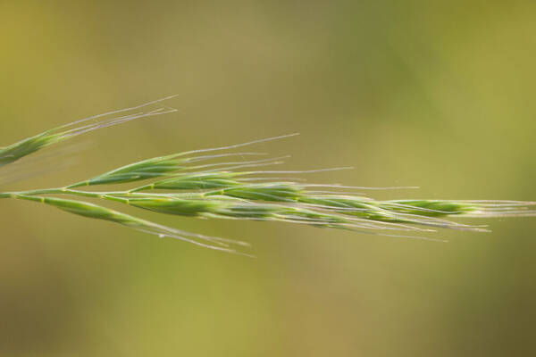 Festuca bromoides Spikelets