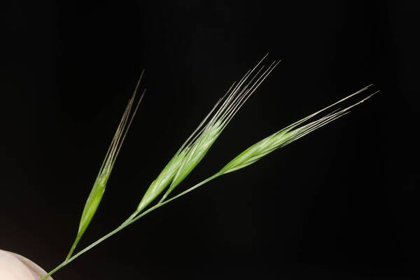 Festuca bromoides Spikelets