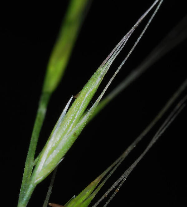 Festuca bromoides Spikelets